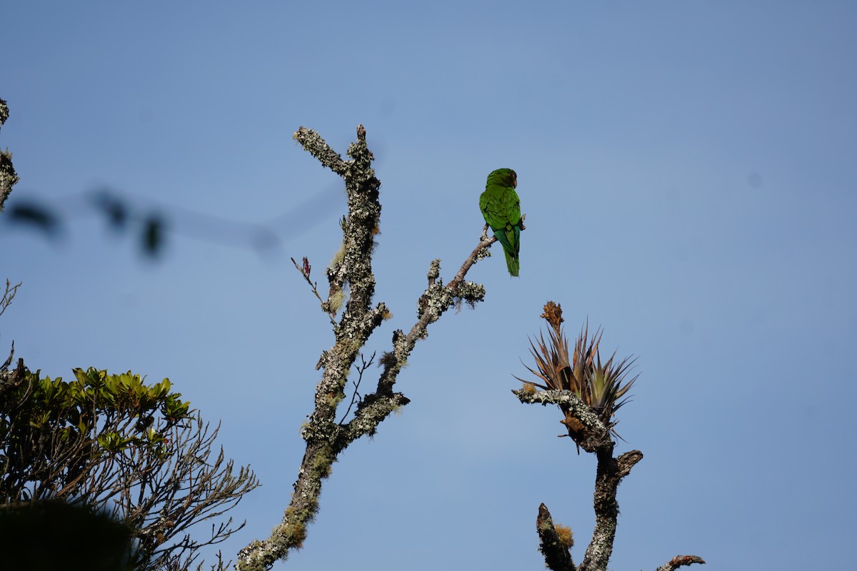 Conure de Wagler - ML644577399