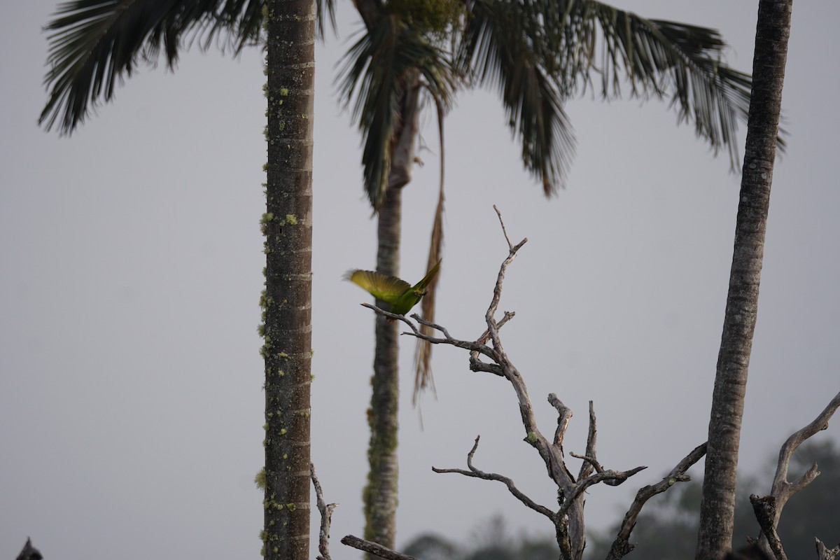 Conure de Wagler - ML644577400