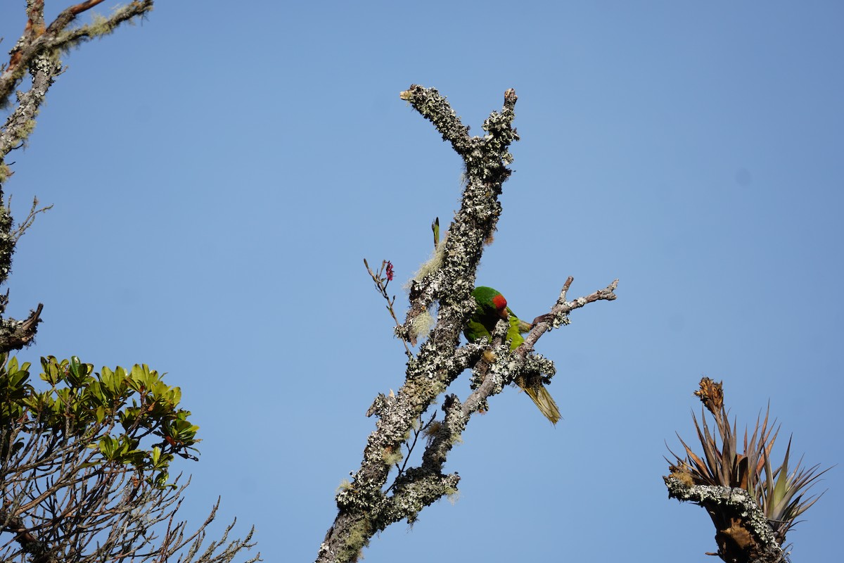 Conure de Wagler - ML644577401
