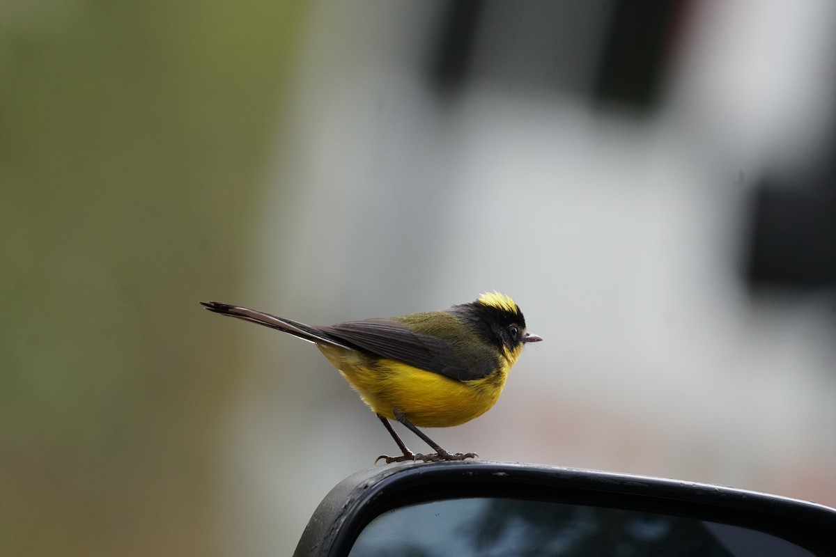 gulkronehvitstjert - ML644577408