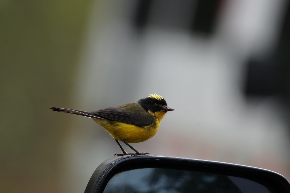 gulkronehvitstjert - ML644577409