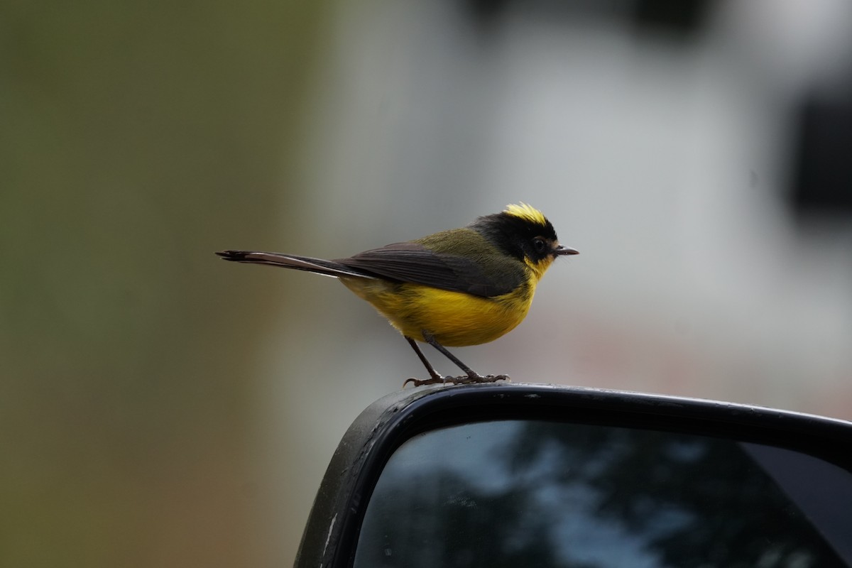 gulkronehvitstjert - ML644577410