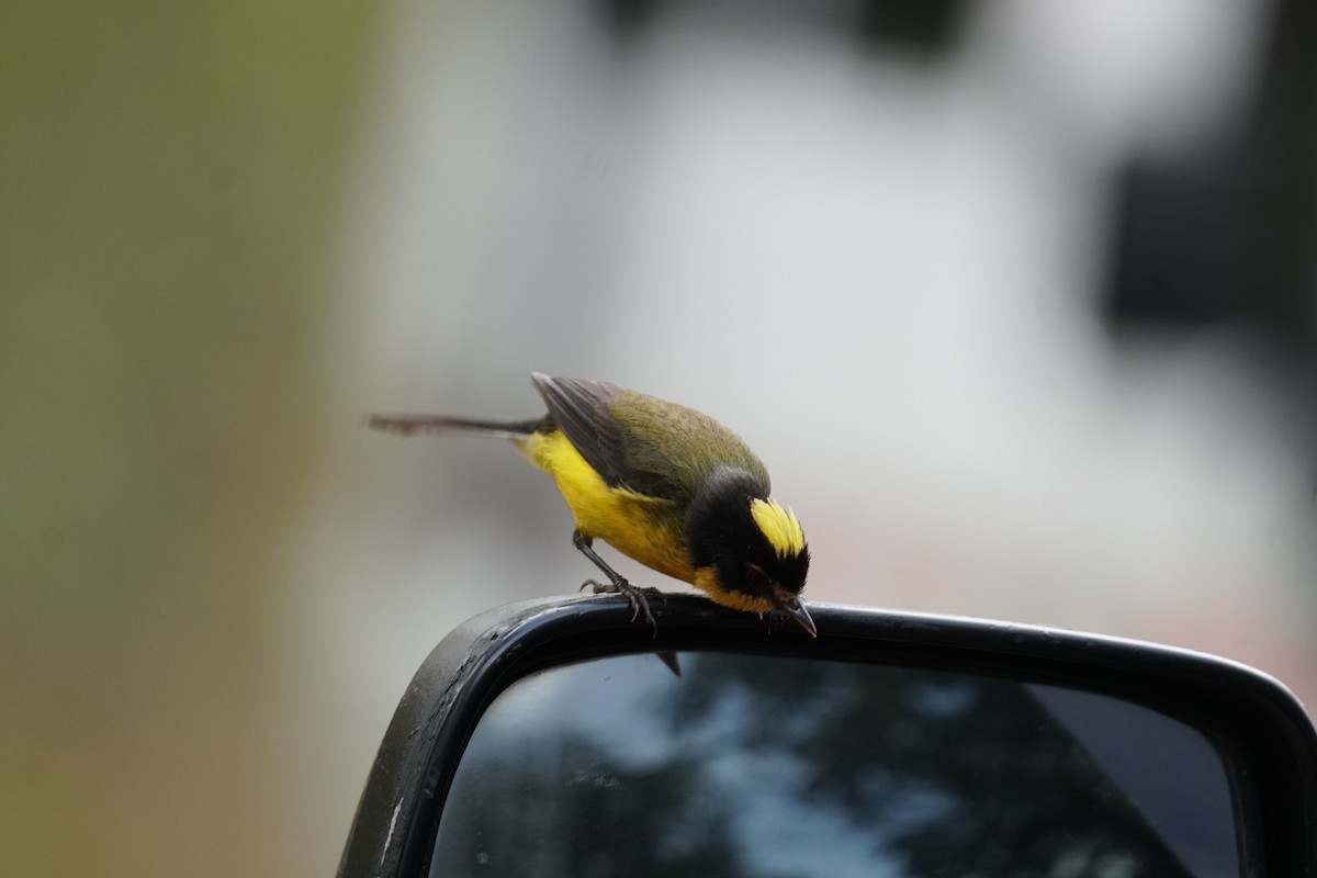 gulkronehvitstjert - ML644577411