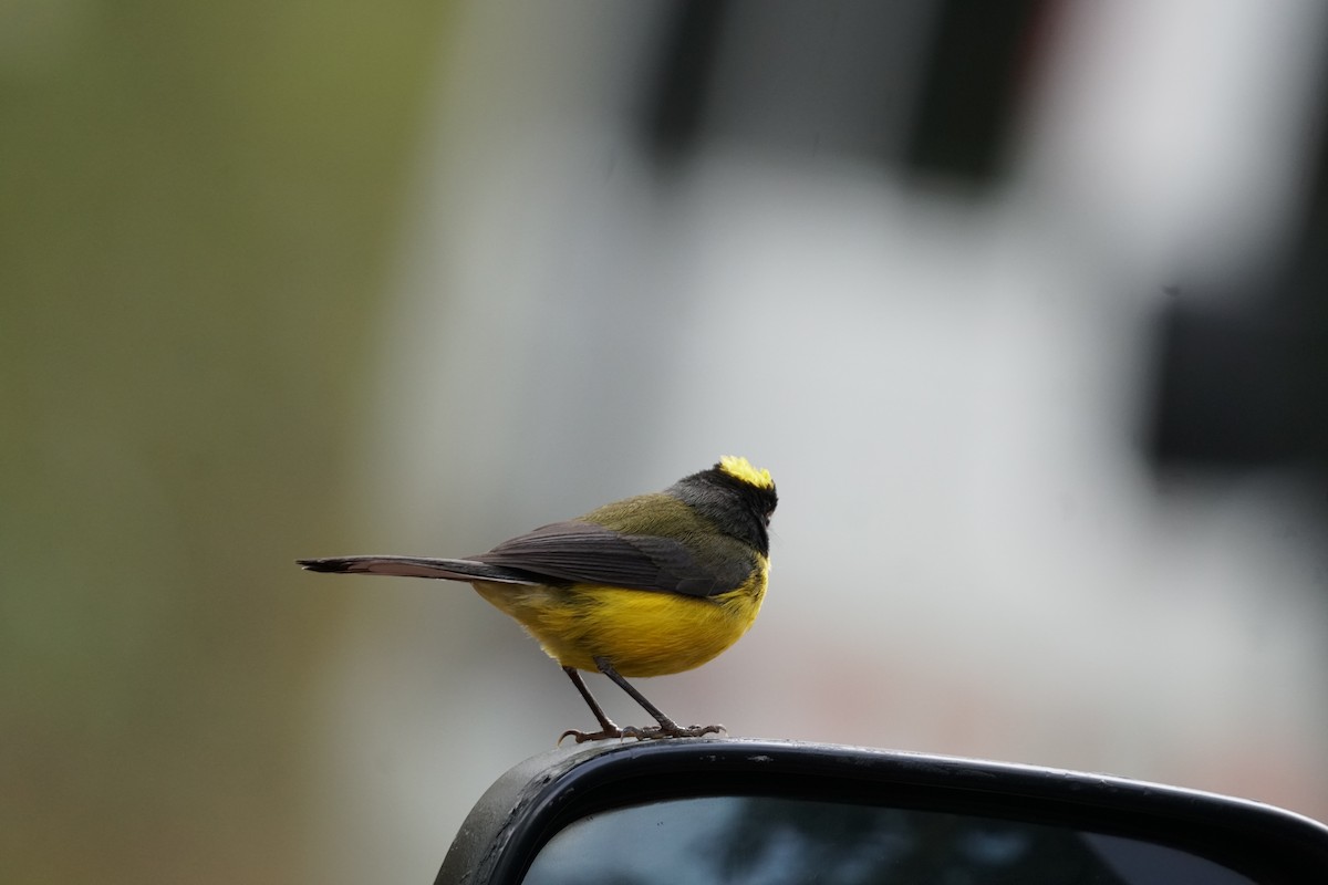 gulkronehvitstjert - ML644577412