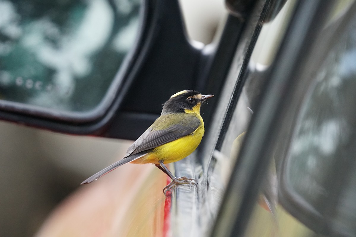 gulkronehvitstjert - ML644577413