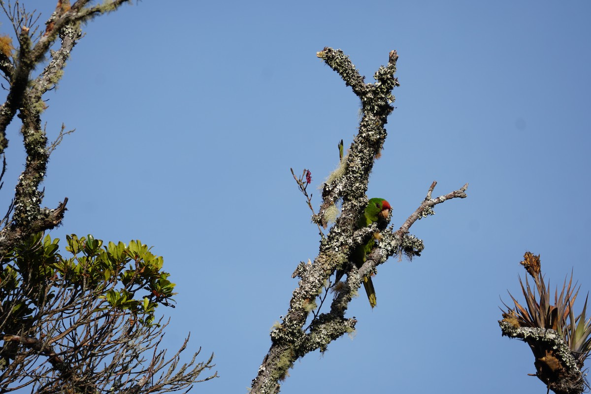 Conure de Wagler - ML644577414