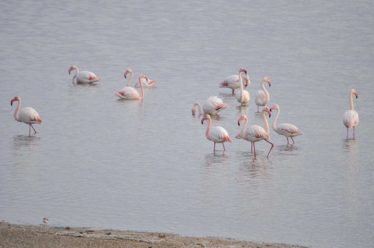 Flamenko handia - ML644577415