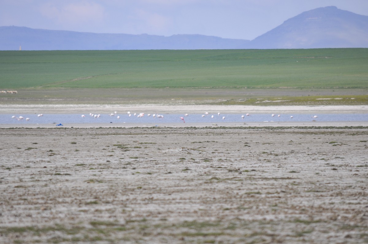 Flamenko txikia - ML644577416