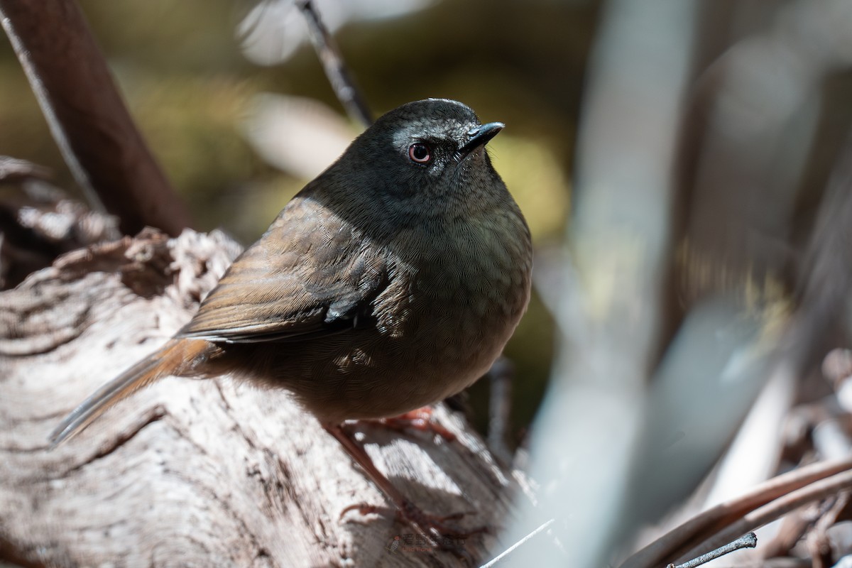 tasmankrattsmett - ML644577417