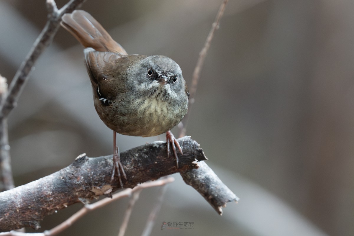 tasmankrattsmett - ML644577418