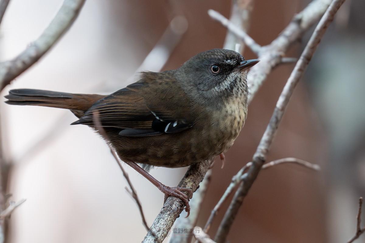 tasmankrattsmett - ML644577419