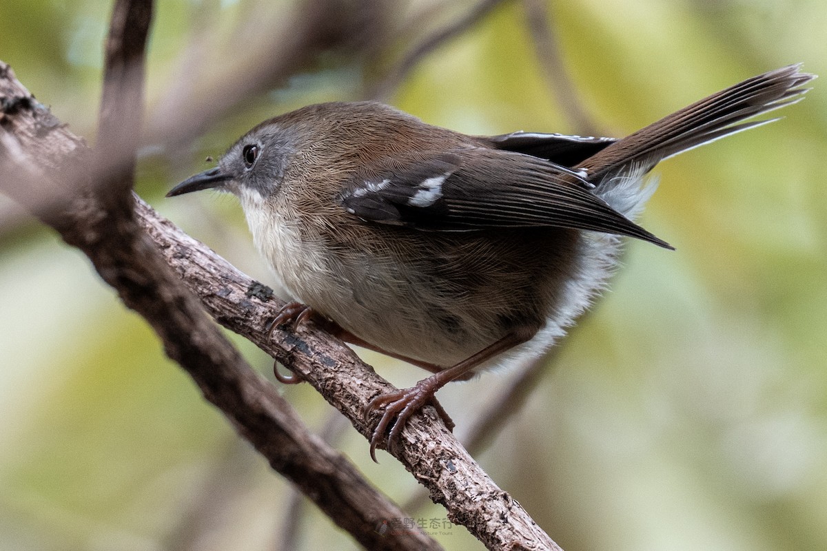 Scrubtit - ML644577425