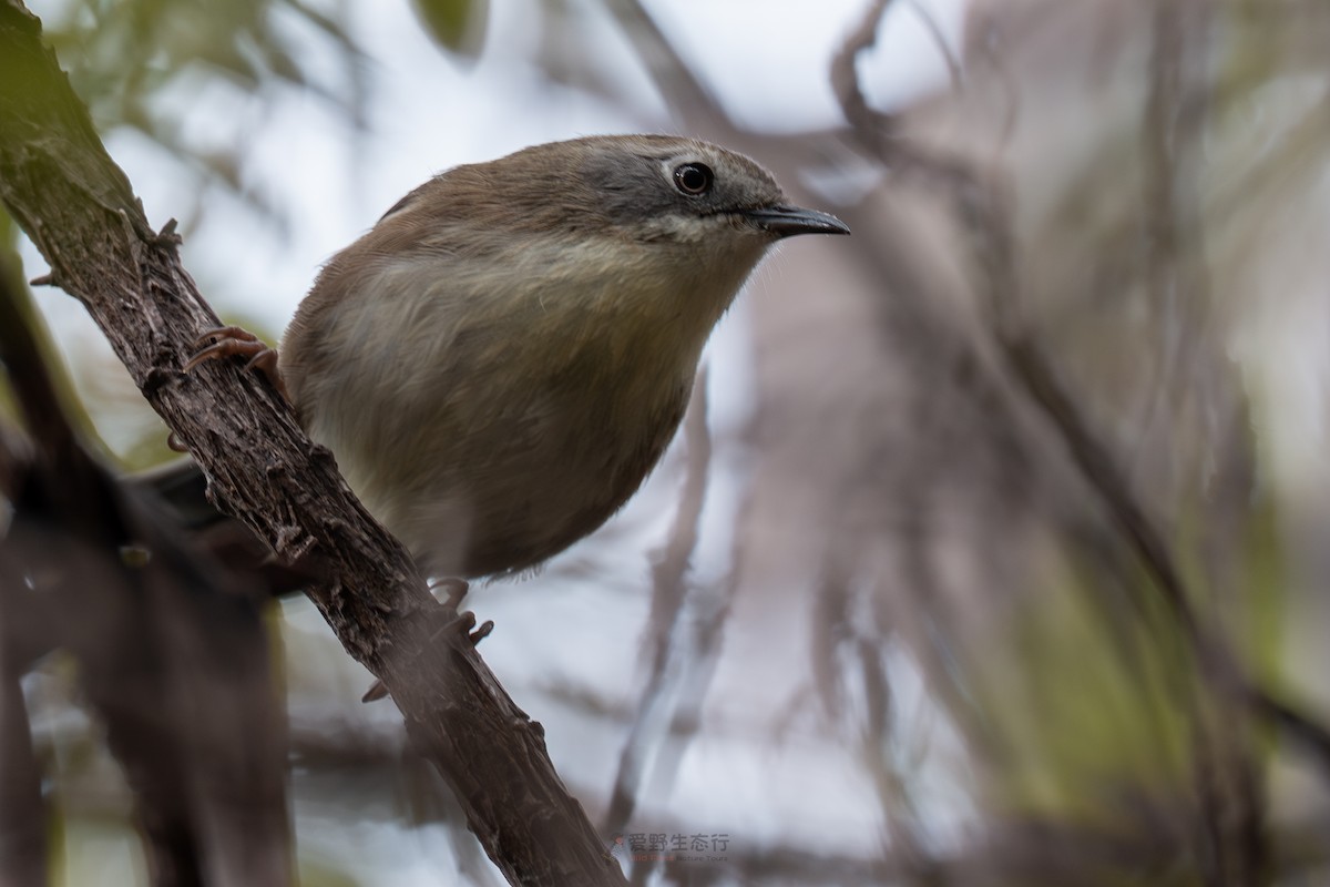 Scrubtit - ML644577426