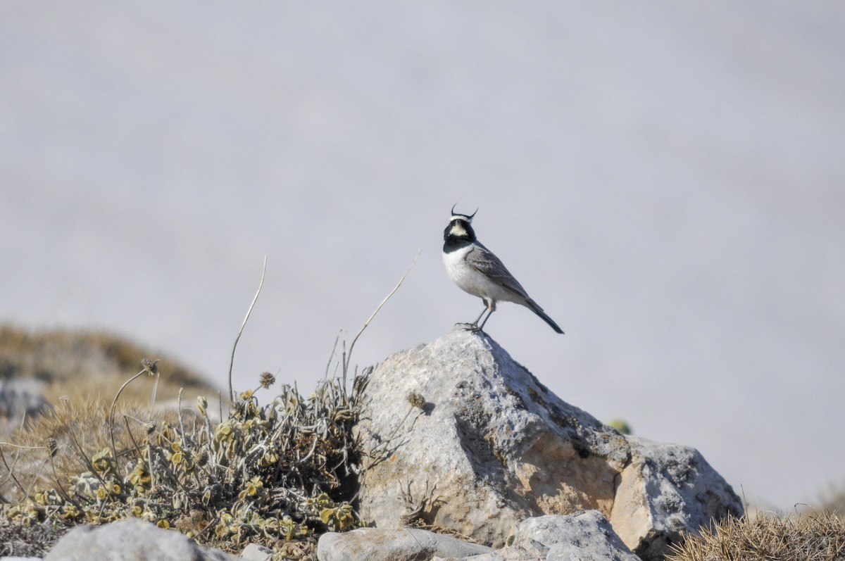 Hegatxabal adarduna - ML644577427