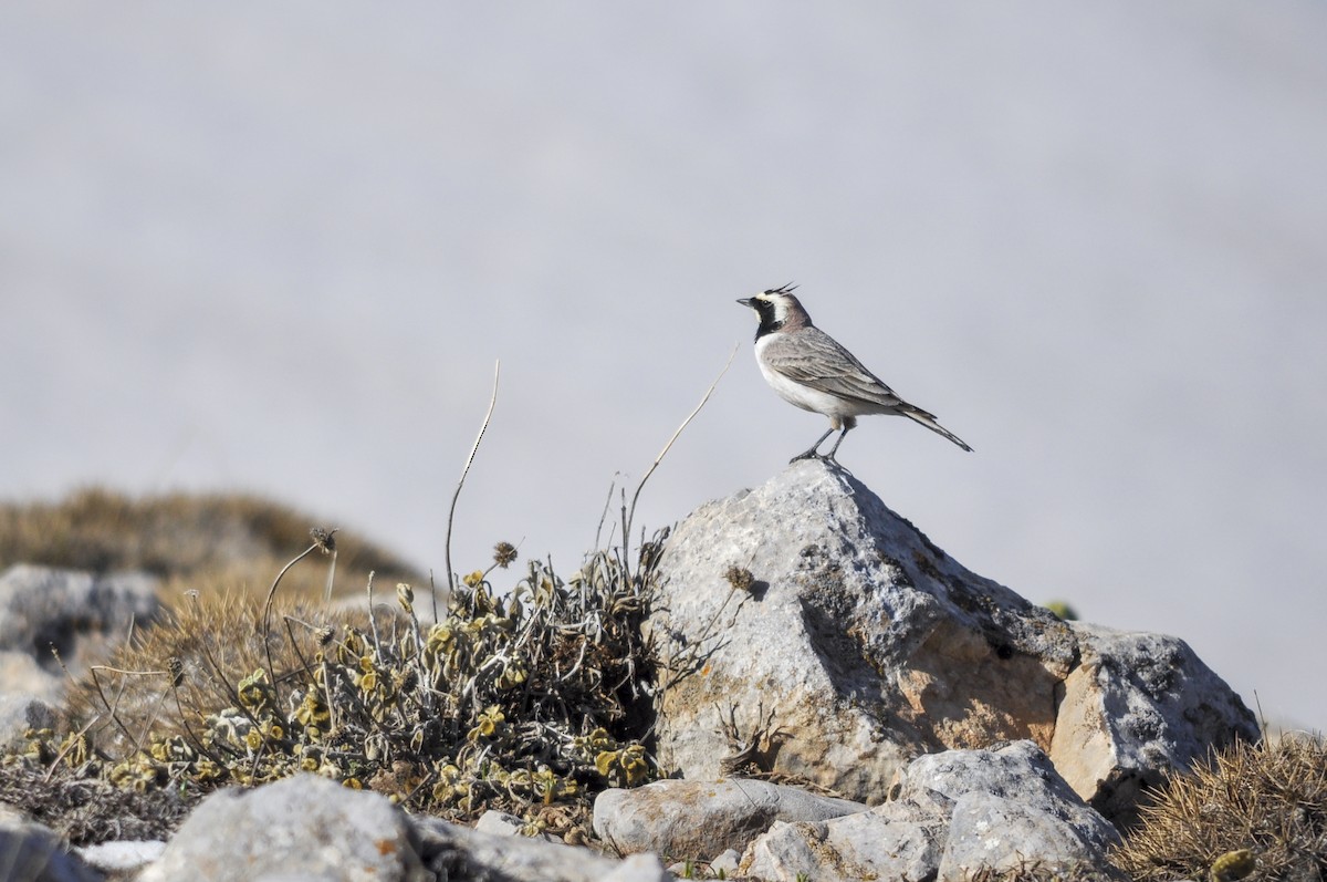 Hegatxabal adarduna - ML644577428