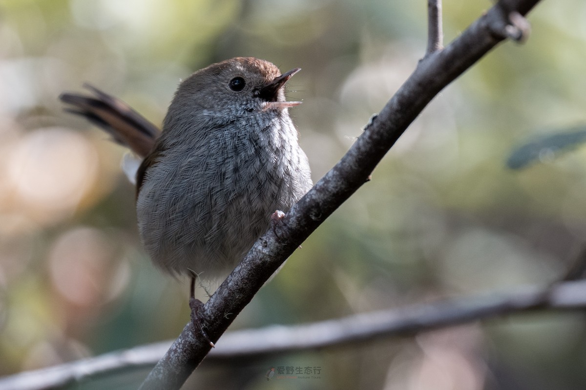 Tasmanian Thornbill - ML644577430