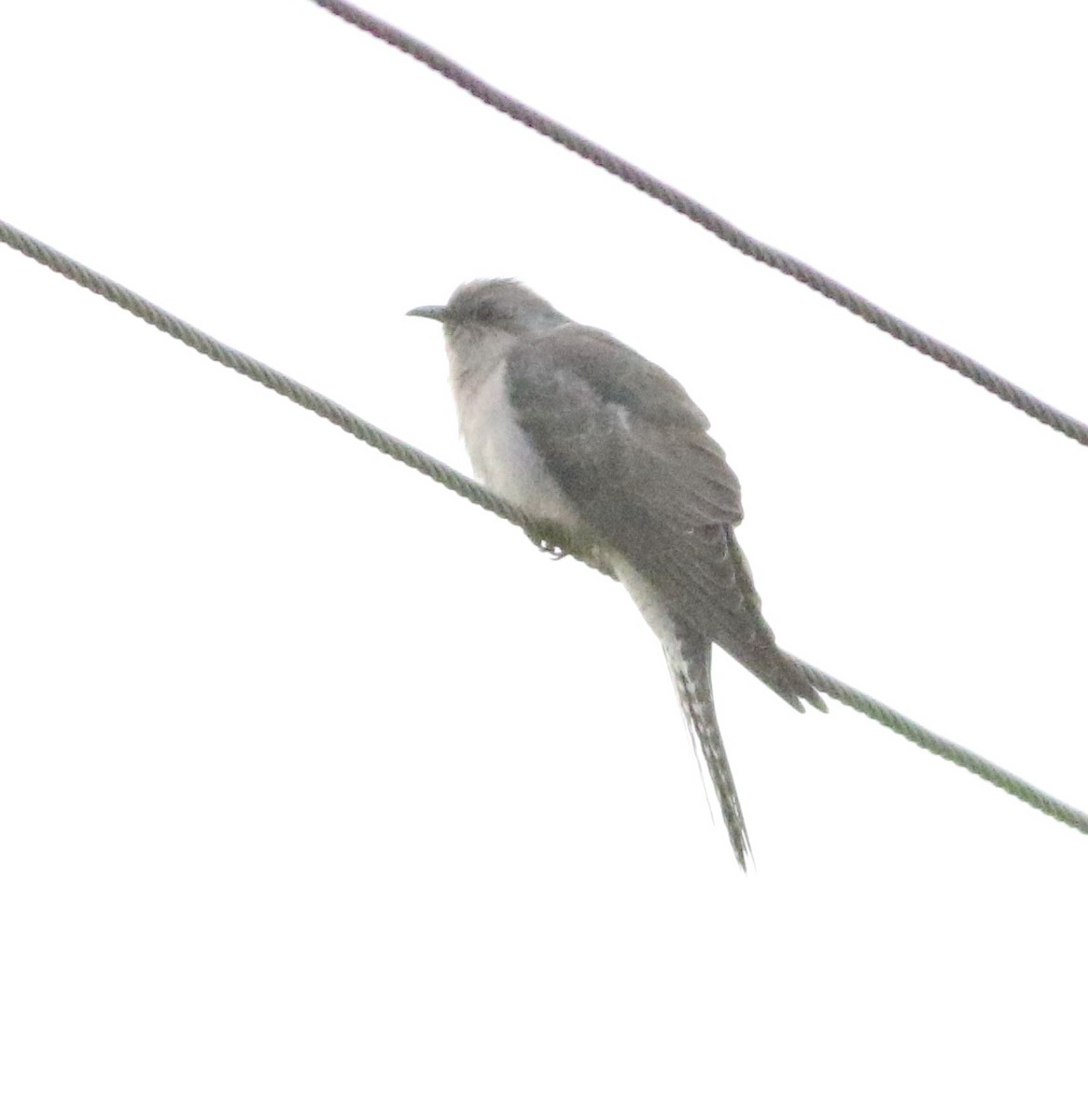 Бледная кукушка - ML644577433