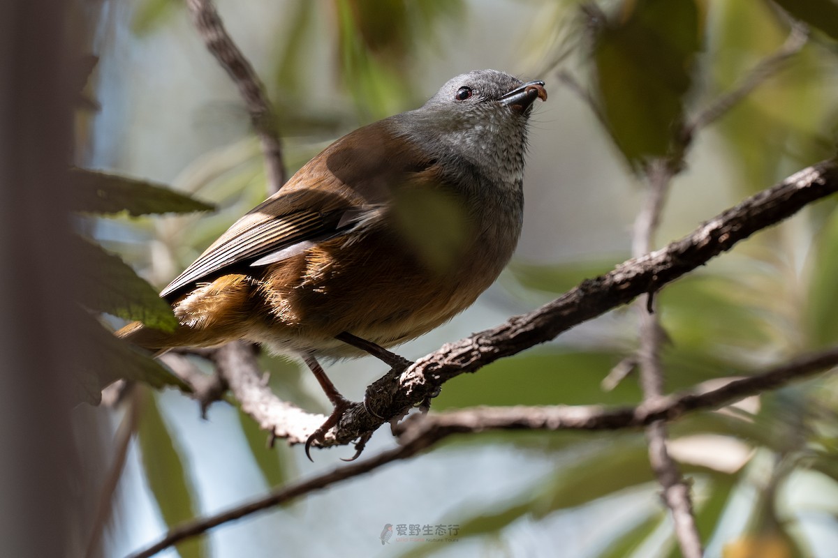 Olive Whistler - ML644577440