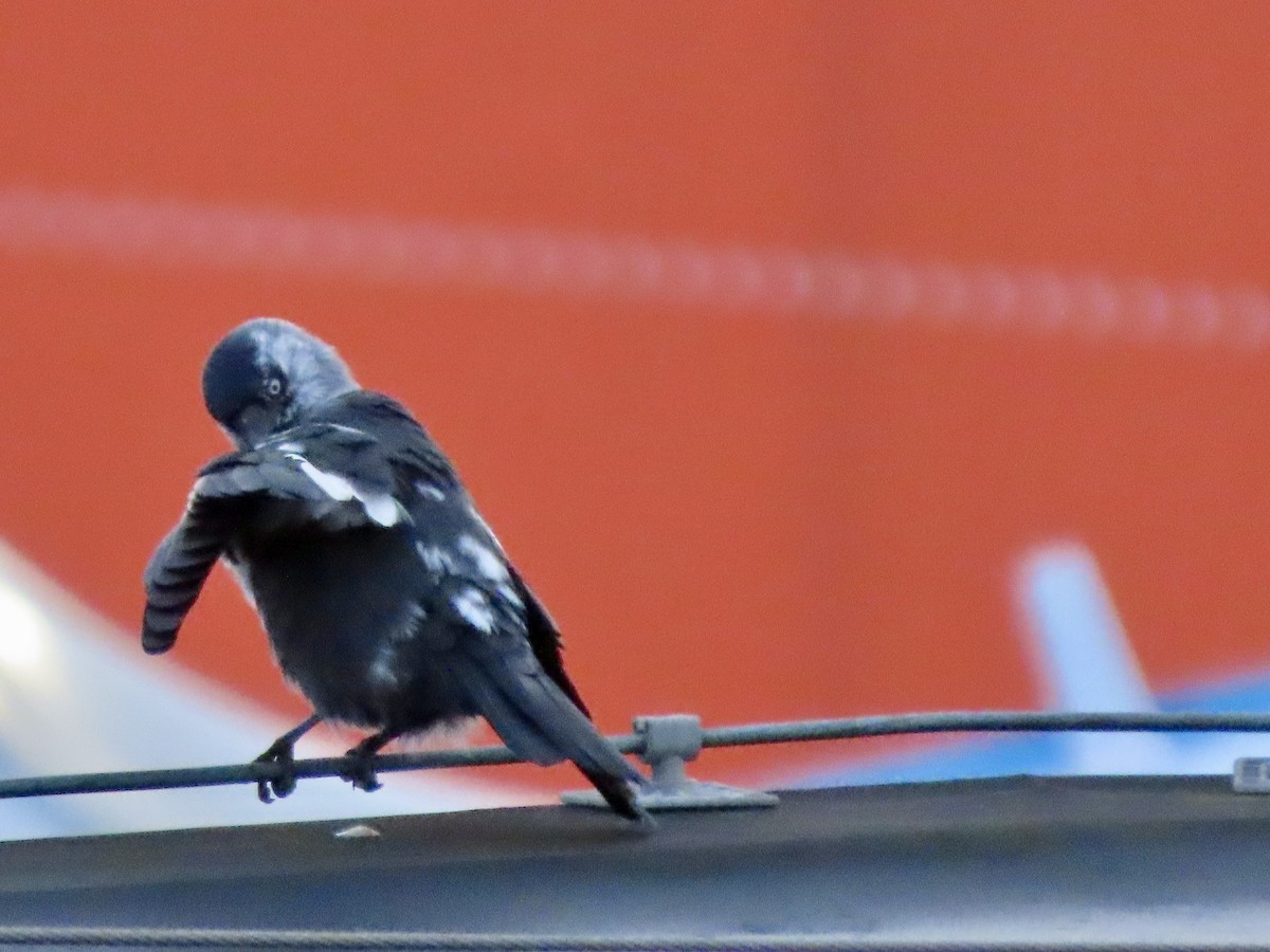 קאק - ML644577442