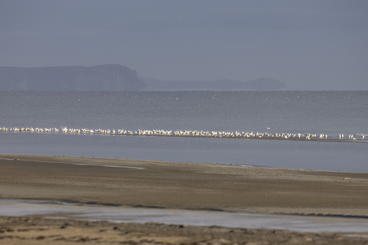 Бургомистр - ML644577444