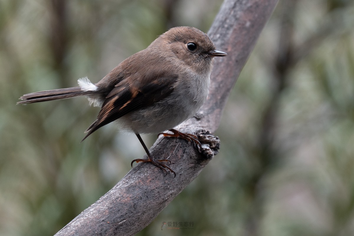 Pink Robin - ML644577450