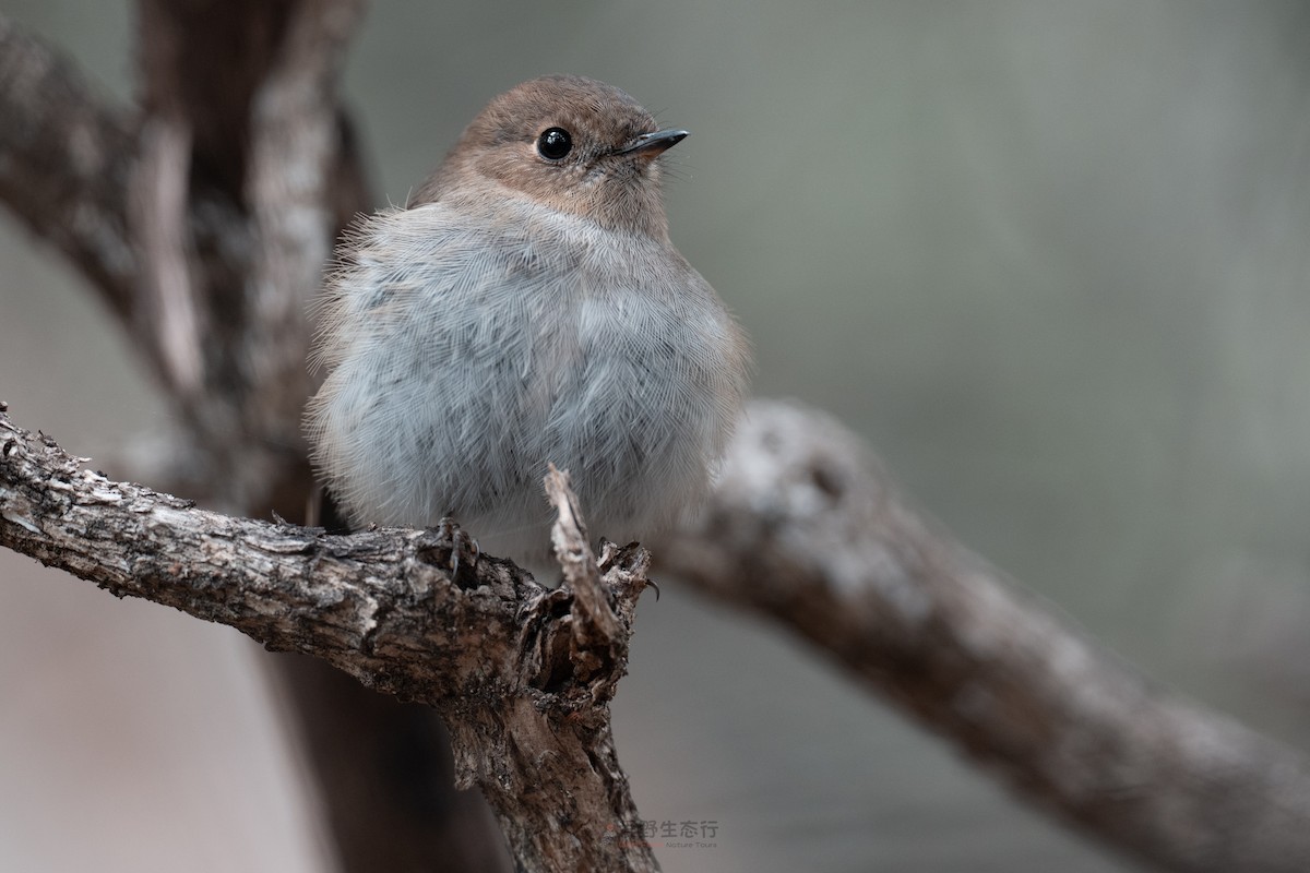 Pink Robin - ML644577451