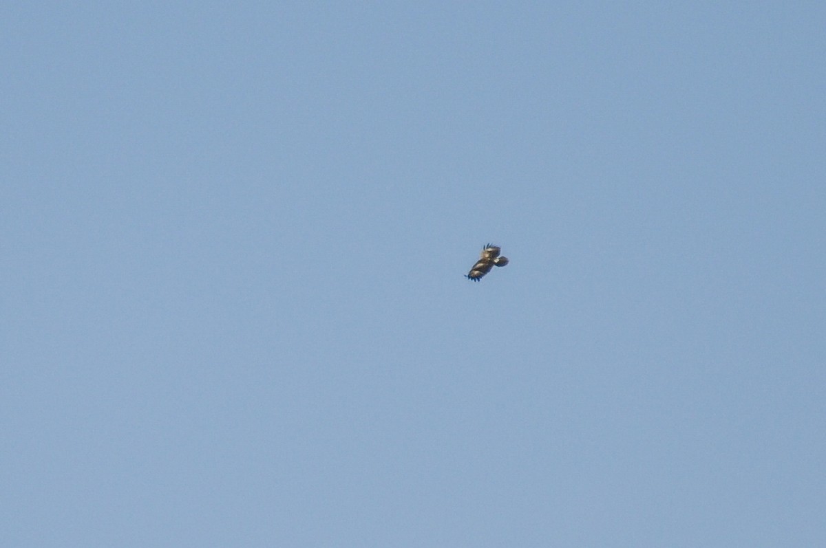 Arrano pomeraniarra - ML644577456