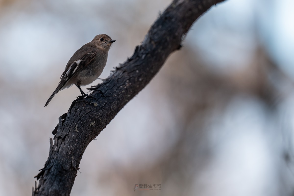 lejsčík ohnivý - ML644577461