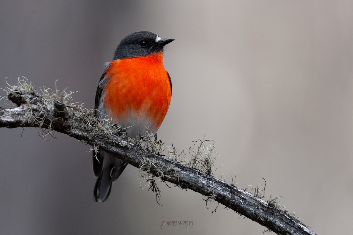 lejsčík ohnivý - ML644577463