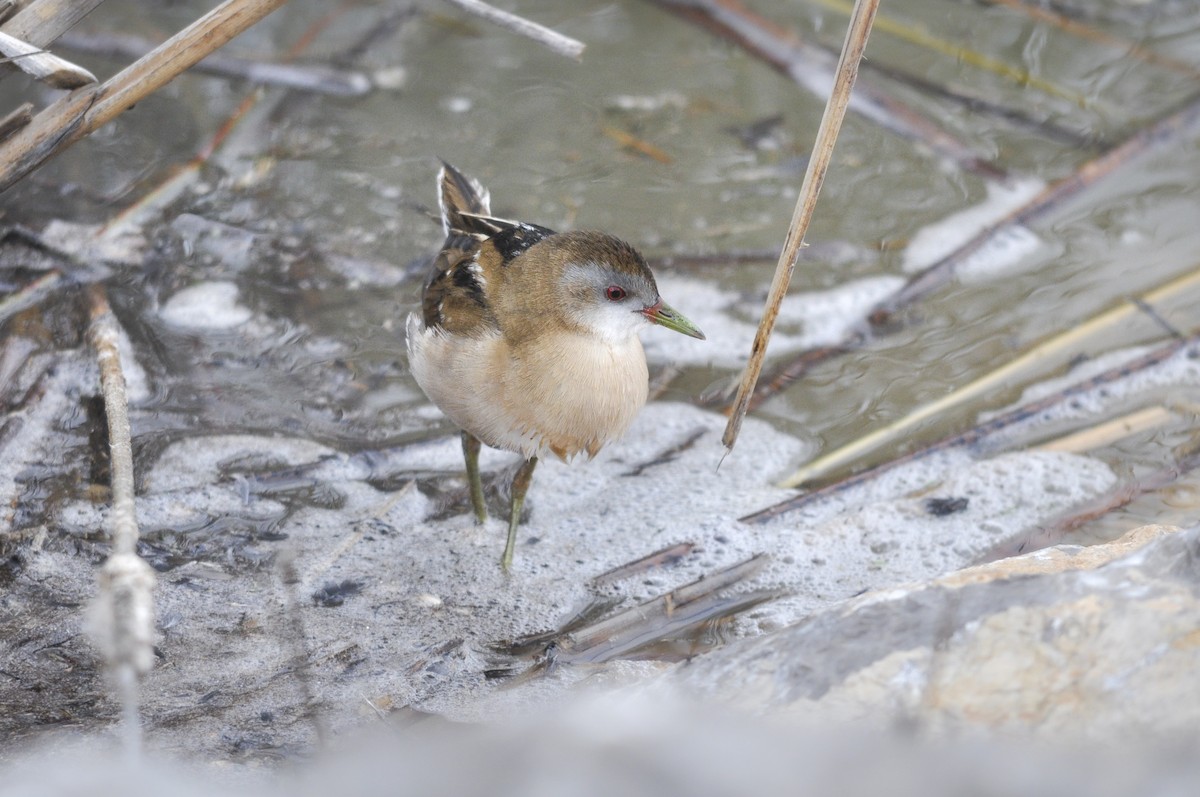 Uroilanda hankaberdea - ML644577465