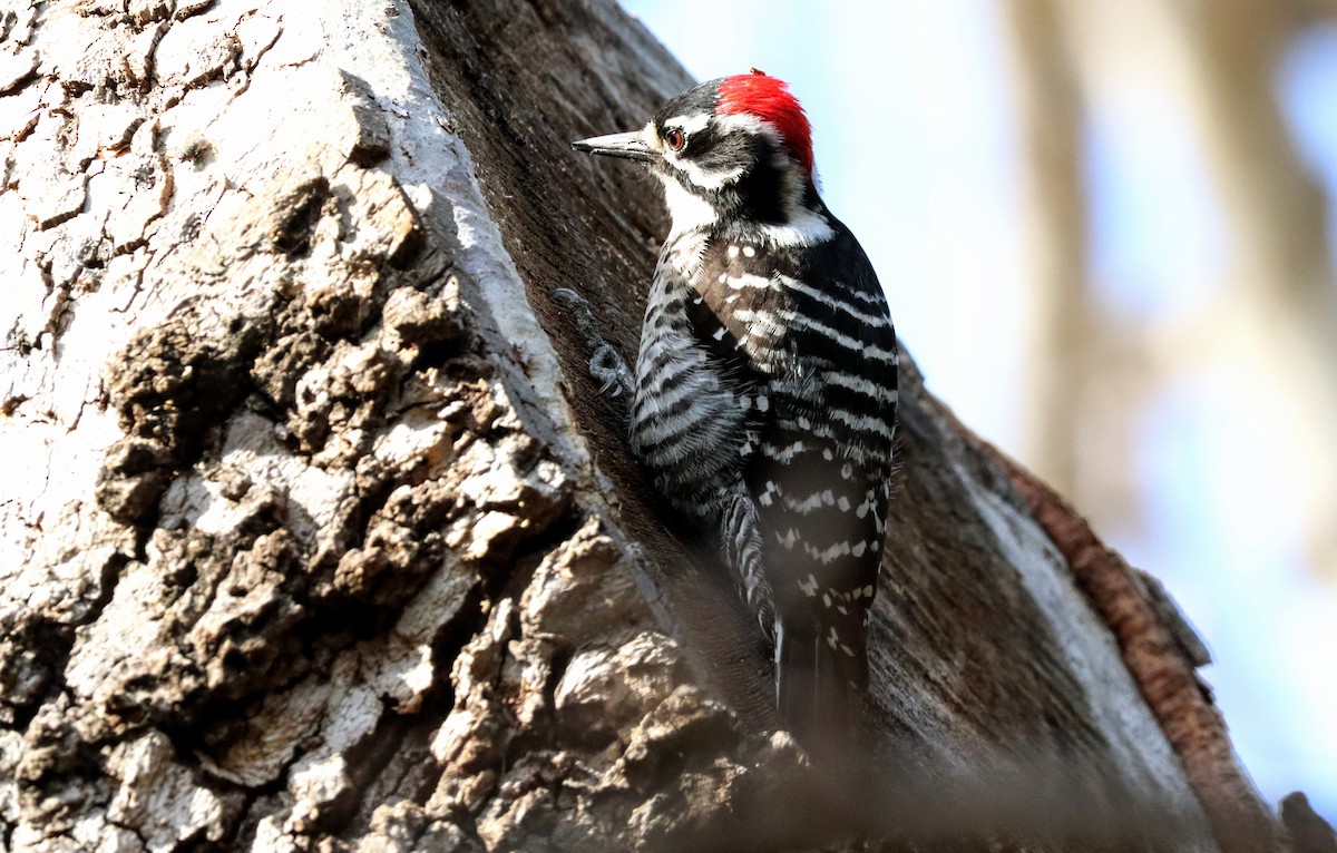 シロハラシマアカゲラ - ML644577467