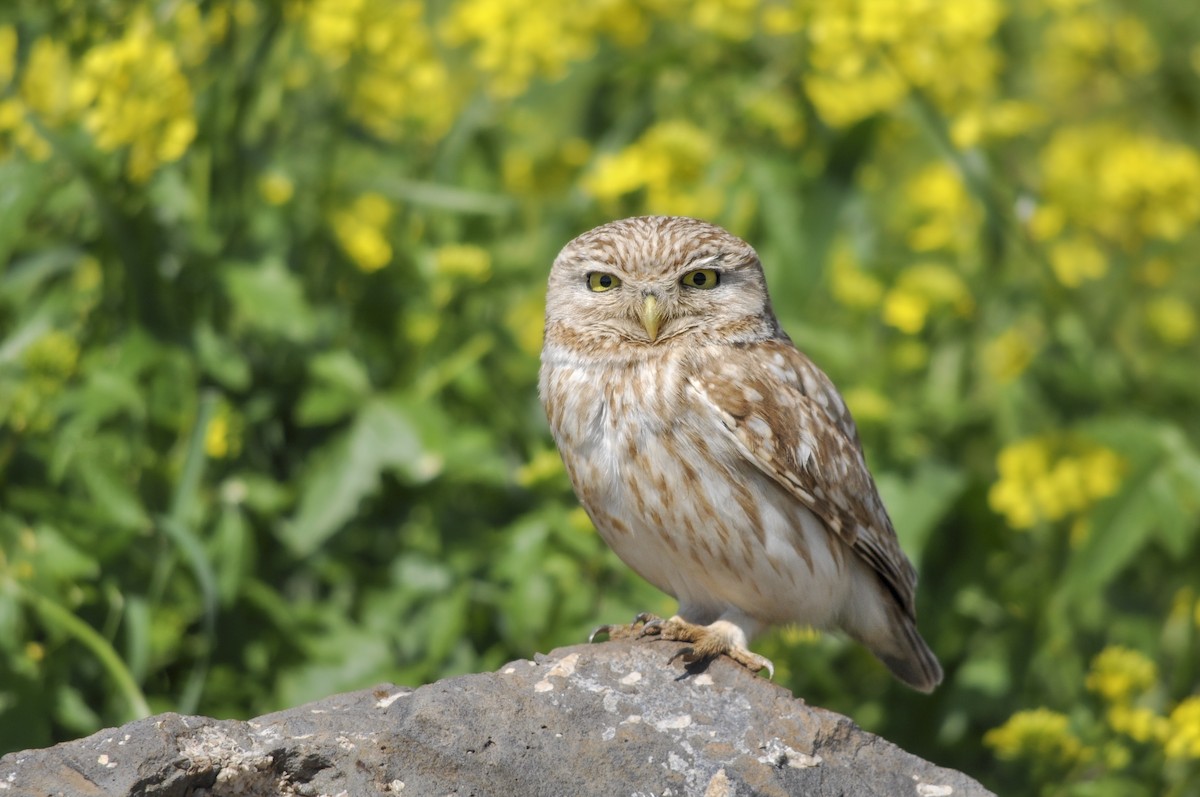 Mozolo arrunta - ML644577468