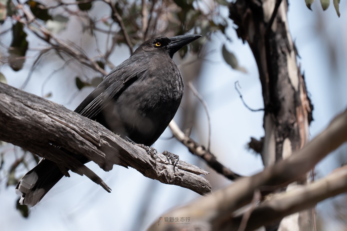 クロフエガラス - ML644577474