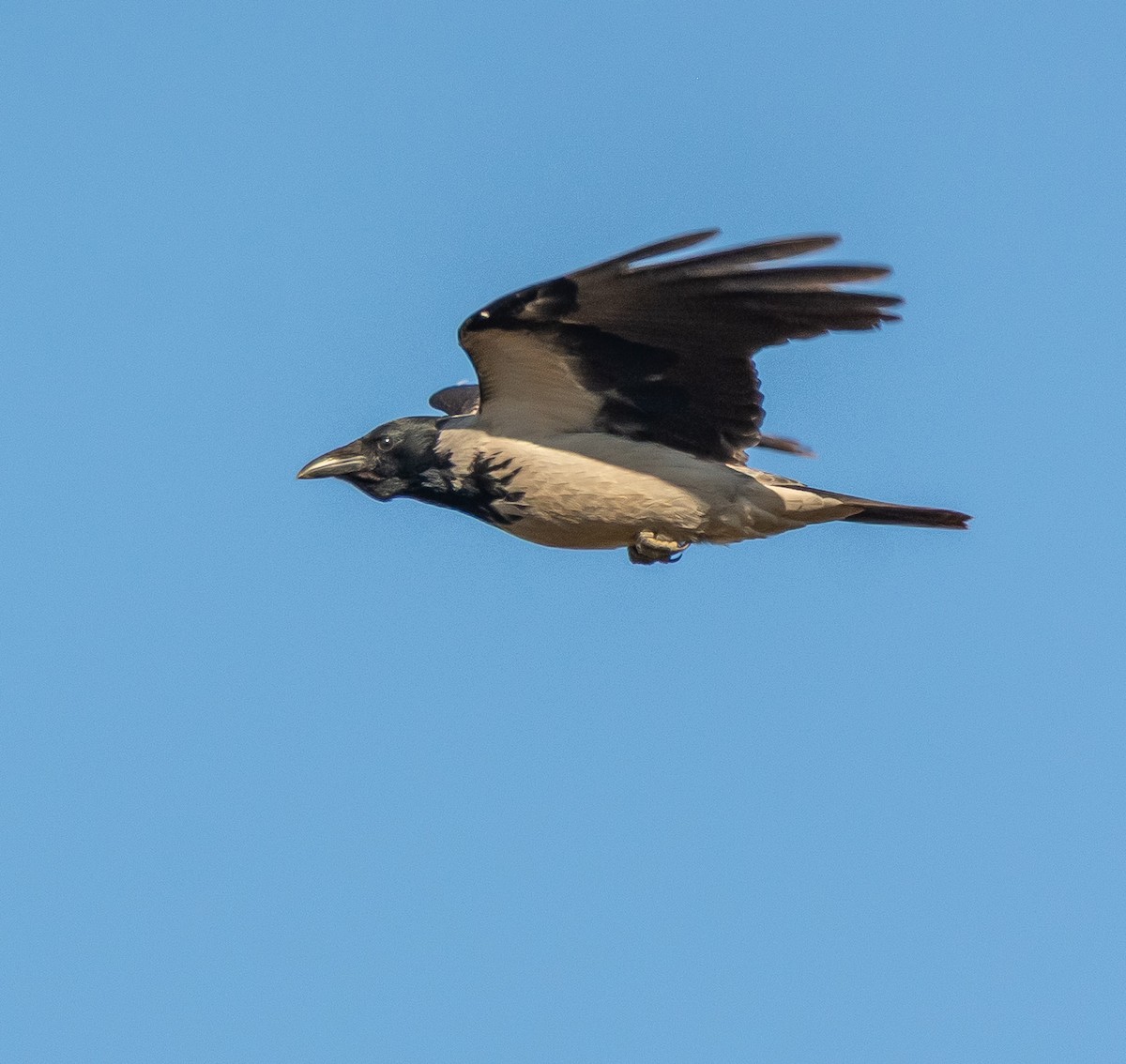 Leş Kargası - ML644577476