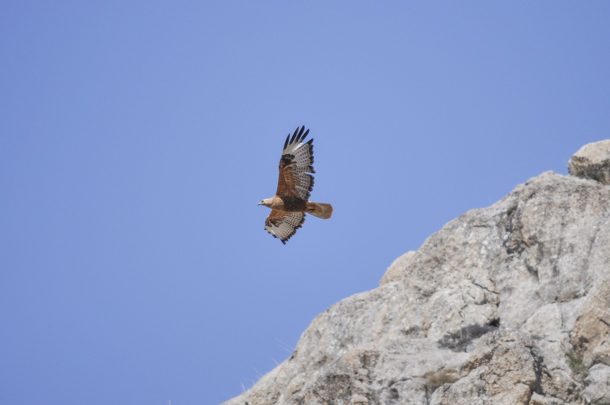 Zapelatz handia - ML644577477