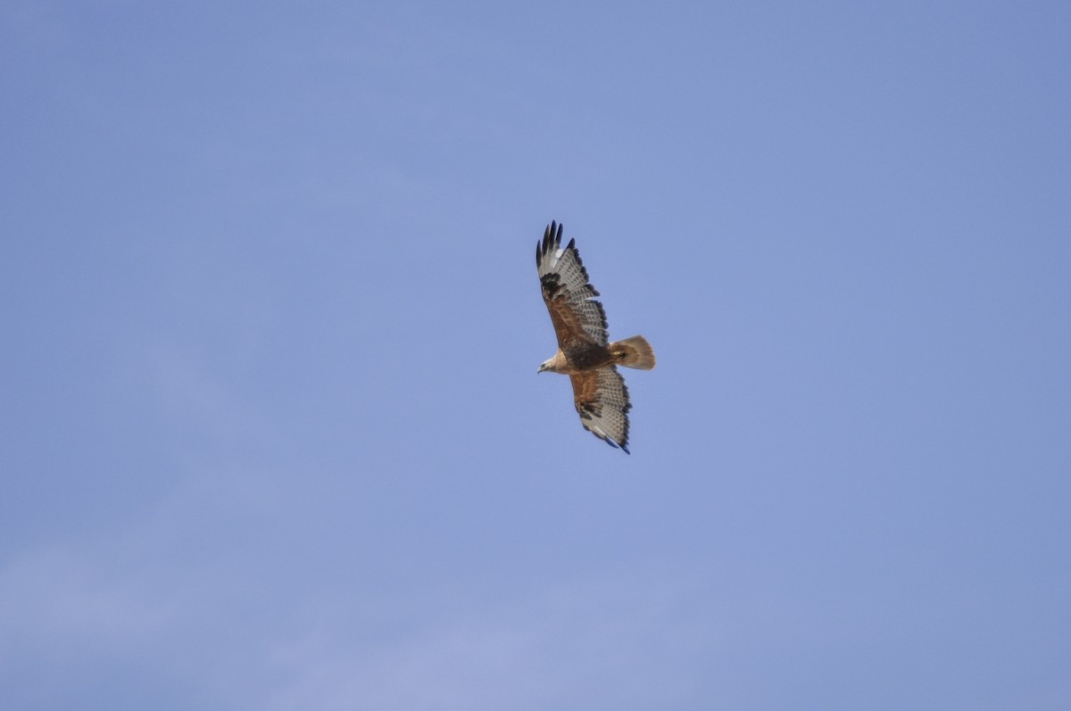 Zapelatz handia - ML644577478