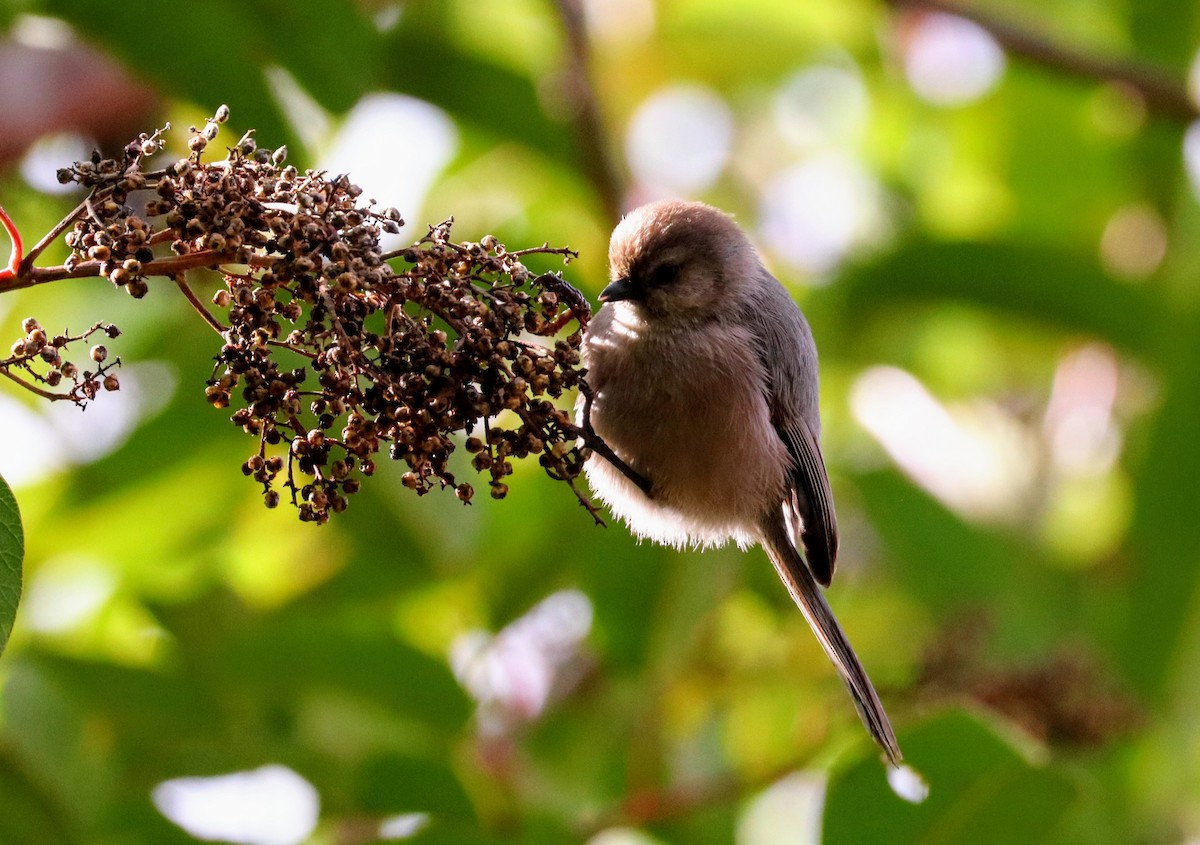 krattmeis - ML644577479