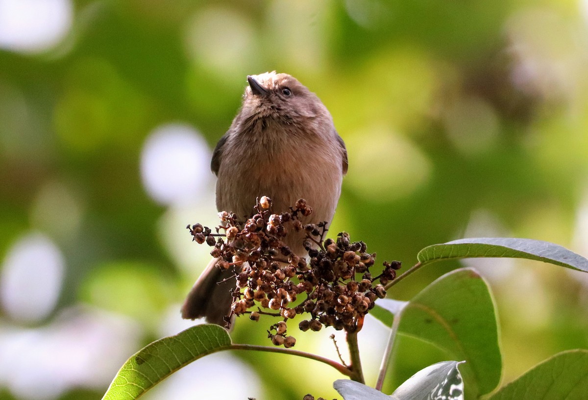 krattmeis - ML644577480