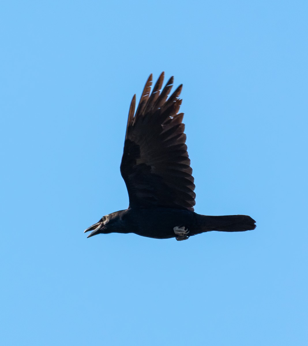 Common Raven - ML644577484