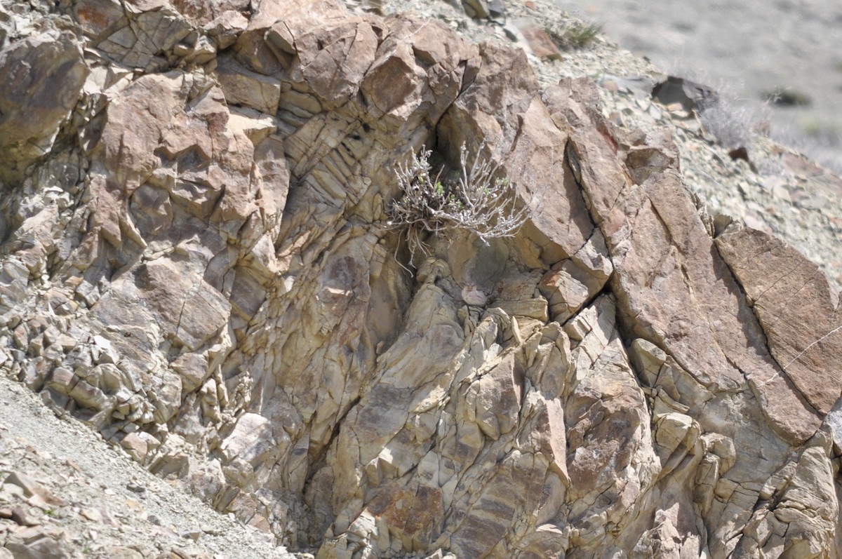 Gailupa mongoliarra - ML644577493