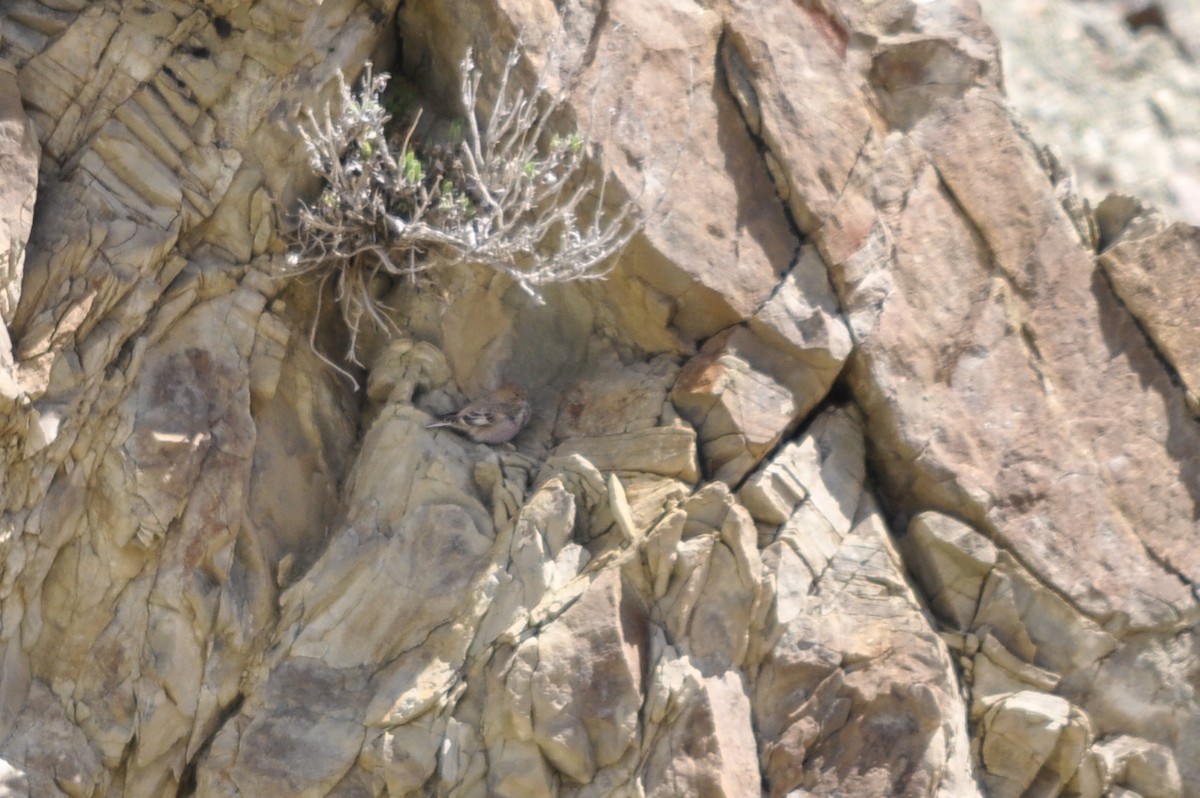 Gailupa mongoliarra - ML644577494