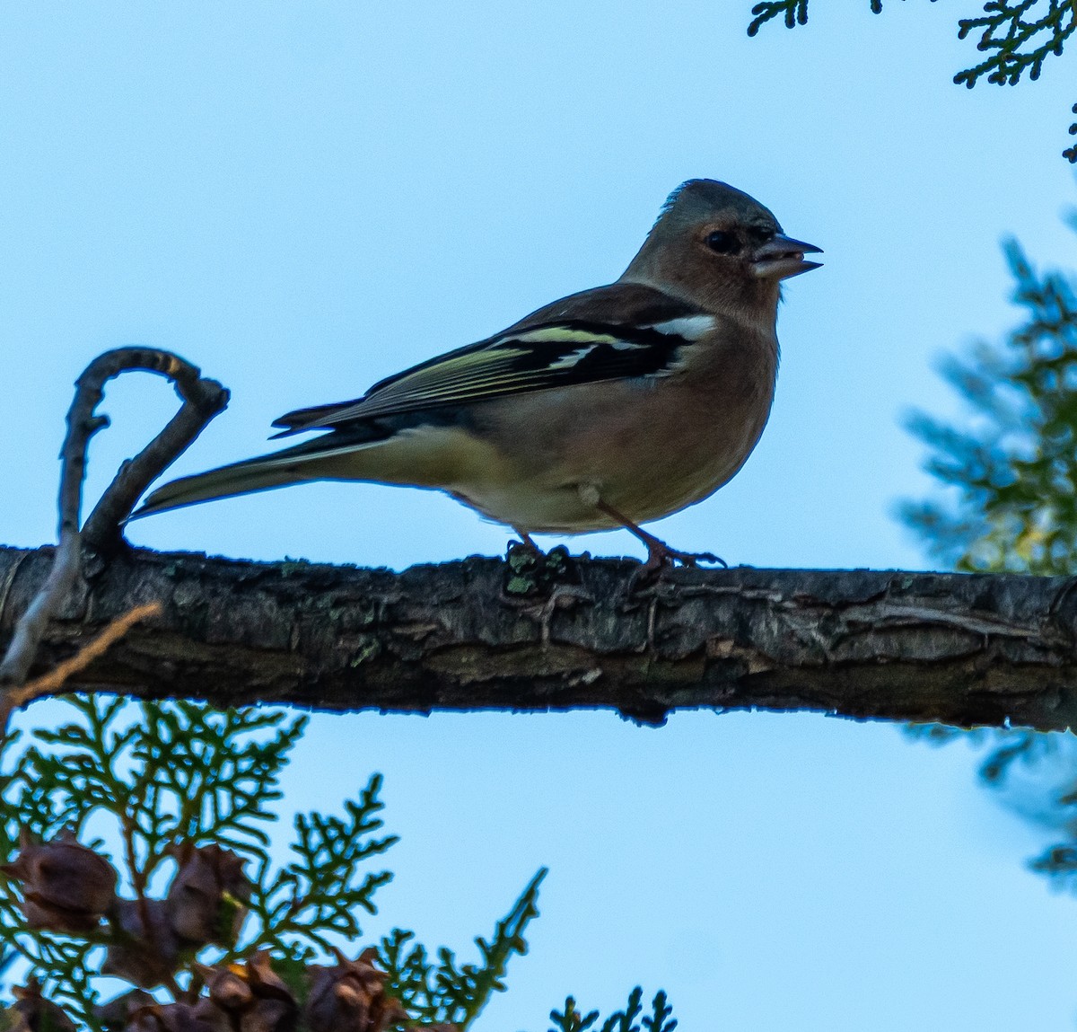 Дуулгат бужирга - ML644577495