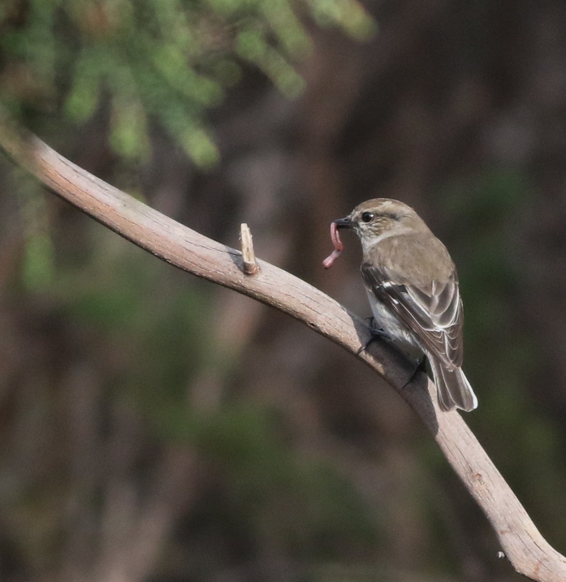 タスマニアヒタキ - ML644577497