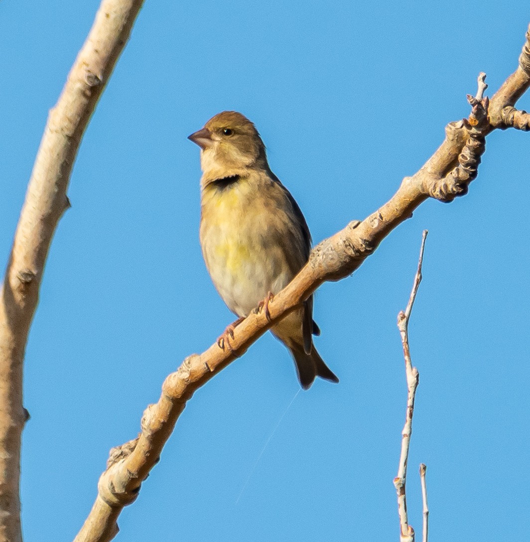 Grünfink - ML644577498