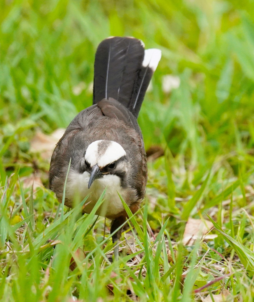 オーストラリアマルハシ - ML644577501