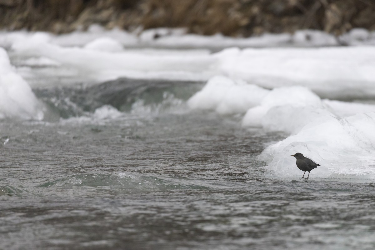 Ur-zozo iparramerikarra - ML644577505