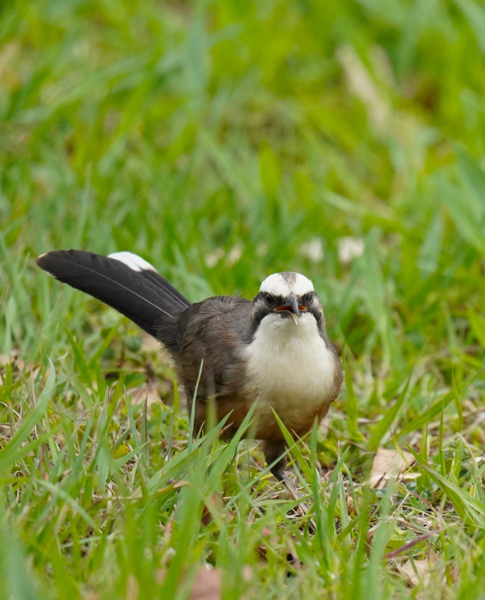 オーストラリアマルハシ - ML644577506