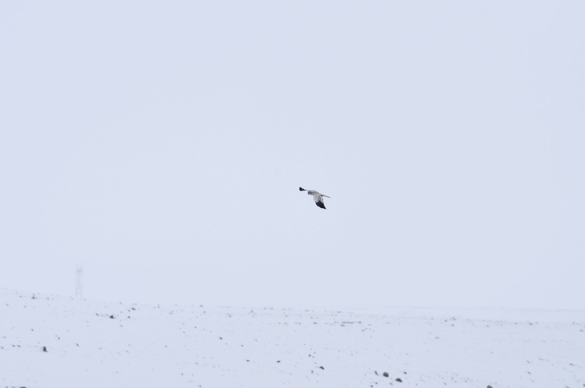 Mirotz urdina - ML644577508