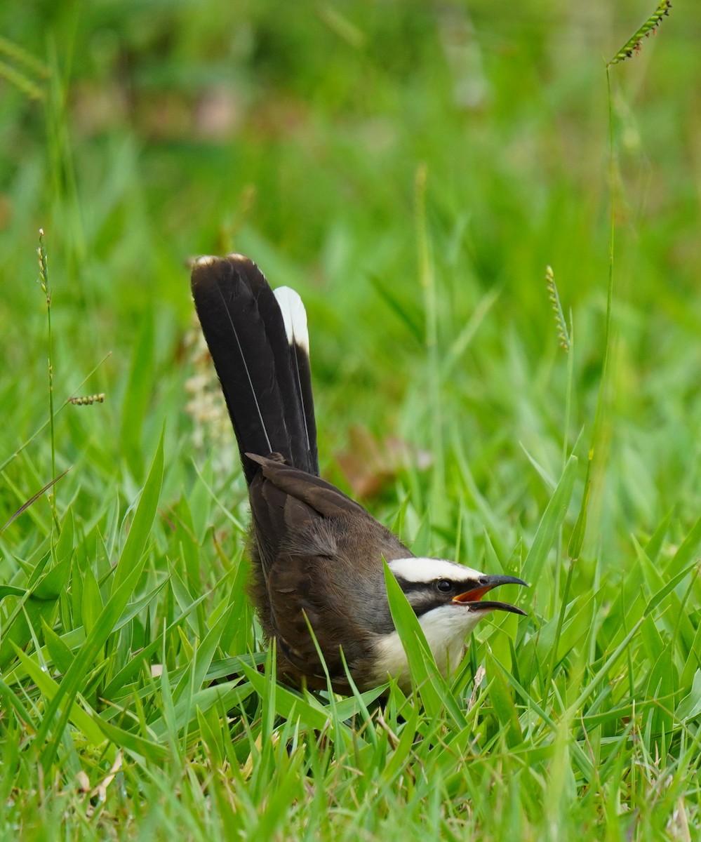 オーストラリアマルハシ - ML644577511