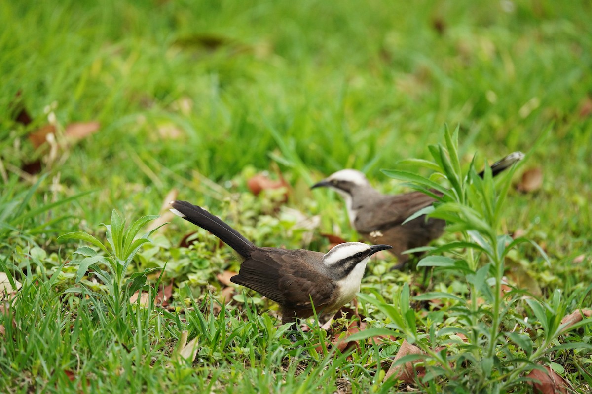 オーストラリアマルハシ - ML644577515